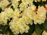 Rhododendron 'Creamy Chiffon' <br>Rhododendron Hybride / Großblumiger Rhododendron