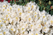 Rhododendron 'Cunningham's Snow White' (Syn. 'Cunningham's Album Compactum') <br>Rhododendron Hybride / Großblumiger Rhododendron