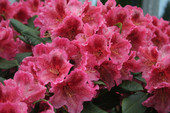Rhododendron 'Djingestan' <br>Rhododendron Hybride / Großblumiger Rhododendron