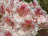 Rhododendron 'Double Dots' <br>Rhododendron Hybride / Großblumiger Rhododendron