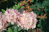 Rhododendron 'Duftwolke' <br>Rhododendron Hybride / Großblumiger Rhododendron