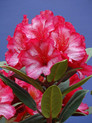 Rhododendron 'Erdbeerkuss' <br>Rhododendron Hybride / Großblumiger Rhododendron