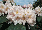 Rhododendron 'Eskimo' <br>Rhododendron Hybride / Großblumiger Rhododendron