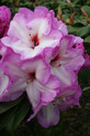 Rhododendron 'Fliedertraum' <br>Rhododendron Hybride / Großblumiger Rhododendron