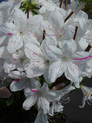 Japanische Azalee 'Geisha' <br> Rhododendron obtusum 'Geisha'