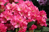 Rhododendron 'Girlspower' <br>Rhododendron Hybride / Großblumiger Rhododendron