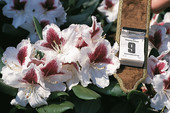 Rhododendron 'Herbstgruß' <br>Rhododendron Hybride / Großblumiger Rhododendron