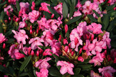 Rhododendron 'Herbstzauber' ®Ⓢ <br>Rhododendron Hybride / Großblumiger Rhododendron
