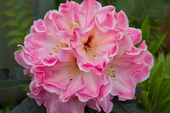 Rhododendron 'Junistolz' <br>Rhododendron Hybride / Großblumiger Rhododendron