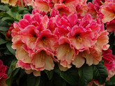 Rhododendron 'Kiba' <br>Rhododendron Hybride / Großblumiger Rhododendron