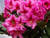 Rhododendron 'Lady Like' <br>Rhododendron Hybride / Großblumiger Rhododendron