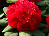 Rhododendron 'Lava' <br>Rhododendron Hybride / Großblumiger Rhododendron