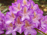 Rhododendron 'Madame Cochet' <br>Rhododendron Hybride / Großblumiger Rhododendron