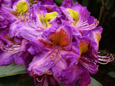 Rhododendron 'Magic Eye' <br>Rhododendron Hybride / Großblumiger Rhododendron