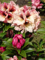 Rhododendron 'Milk and Coffee' <br>Rhododendron Hybride / Großblumiger Rhododendron