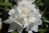 Rhododendron 'Minas Snow' <br>Rhododendron Hybride / Großblumiger Rhododendron