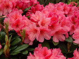 Rhododendron 'Roxy' <br>Rhododendron Hybride / Großblumiger Rhododendron