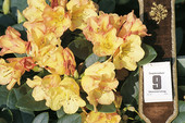 Rhododendron 'September-Flair' <br>Rhododendron Hybride / Großblumiger Rhododendron