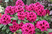 Rhododendron 'Sigismund Rucker' <br>Rhododendron Hybride / Großblumiger Rhododendron