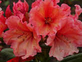 Rhododendron 'Sun Glory' ® <br>Rhododendron Hybride / Großblumiger Rhododendron