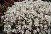 Rhododendron canadense 'White' (syn. 'Album') <br> (Laubabwerfende Azalee, Wildazalee)