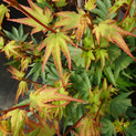 Fächerahorn 'Berry Broom' <br> (Acer palmatum / Aceraceae / Japanischer Fächer-Ahorn)