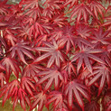 Fächerahorn 'Glamour' <br> (Acer palmatum / Aceraceae / Japanischer Fächer-Ahorn)