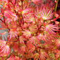 Fächerahorn 'Ikandi' <br> (Acer palmatum / Aceraceae / Japanischer Fächer-Ahorn)