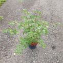 Fächerahorn 'Nishiki gawa' <br> (Acer palmatum / Aceraceae / Japanischer Fächer-Ahorn, Pine Bark Maple)