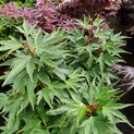 Fächerahorn 'Zoe' <br> (Acer palmatum / Aceraceae / Japanischer Fächer-Ahorn)