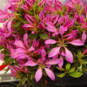 Japanische Azalee 'Walter's Pinwheel' <br> Rhododendron obtusum 'Walter's Pinwheel'