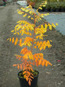 Koelreuteria paniculata 'Fastigiata'<br> (Rispiger Blasenbaum/ Sapindaceae)