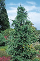 Larix decidua 'Little Boggle'<br> (Pinaceae / Europäische Lärche)