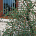 Larix kaempferi 'Diana'<br> (Pinaceae / Japanische Lärche, Korkenzieher-Lärche)
