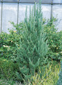 Larix kaempferi 'Jakobsen's Pyramid'<br> (Pinaceae / Japanische Lärche)
