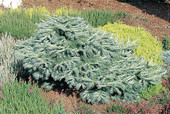 Larix kaempferi 'Wolterdingen'<br> (Pinaceae / Japanische Lärche)