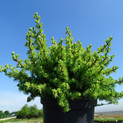 Larix laricina 'Stubby' <br> (Pinaceae / Ostamerikanische Lärche, Tamarack-Lärche)