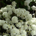 Ledum groenlandicum 'Compactum' <br> (Grönländischer Porst, Labrador-Porst/ Ericaceae)