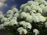 Ledum groenlandicum 'Helma'  <br> (Grönländischer Porst, Labrador-Porst/ Ericaceae)