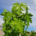 Liquidambar orientalis 'Ivy Hedge' syn. Maurice Foster <br> (Orientalischer Amberbaum/ Hamamelidaceae)