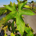 Liquidambar styraciflua 'Autumn Color Globe' <br> (Amerikanischer Amberbaum/ Hamamelidaceae)