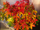 Liquidambar styraciflua 'Gum Ball'<br> (Amerikanischer Amberbaum/ Liquidambar styraciflua 'Gum Ball'/ Hamamelidaceae)