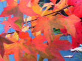 Liquidambar styraciflua 'Lane Roberts' <br> (Amerikanischer Amberbaum/ Hamamelidaceae)