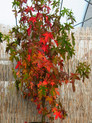 Liquidambar styraciflua 'Oktoberglut'<br> (Amerikanischer Amberbaum/ Hamamelidaceae)
