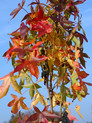 Liquidambar styraciflua 'Slender Silhouette' <br> Amerikanischer Amberbaum/ (Hamamelidaceae)