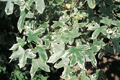 Liquidambar styraciflua 'Variegata'<br> (Amerikanischer Amberbaum/ Hamamelidaceae)