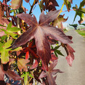 Liquidambar styraciflua 'Worplesdon'<br> (Amerikanischer Amberbaum/ Hamamelidaceae)