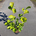 Magnolia denudata 'Jade Lamp'