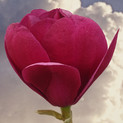 Magnolia 'Emperor'<br>(Magnolie/ Magnoliaceae)