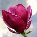 Magnolia soulangeana 'Genie'®  <br> (Magnolia x soulangeana/ Magnolie, Tulpen-Magnolie/ Magnoliaceae )
